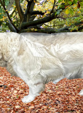 Impermeabile per animali